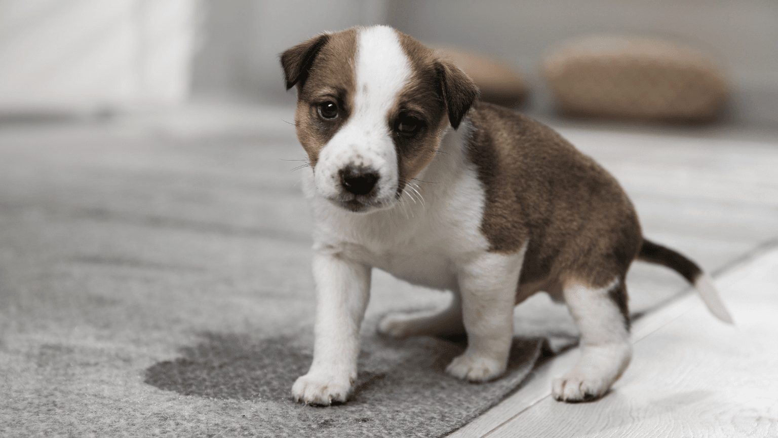 Pet Odor & Stain Removal